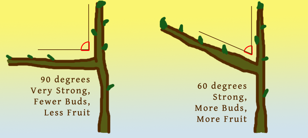 apple_9060.png