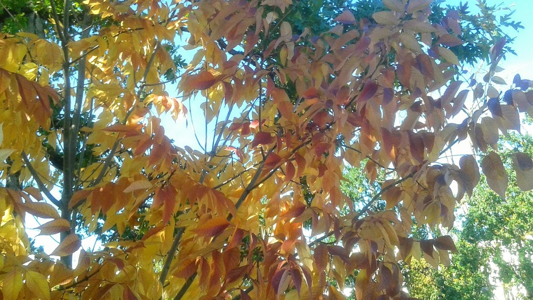 20191011_140114.jpg