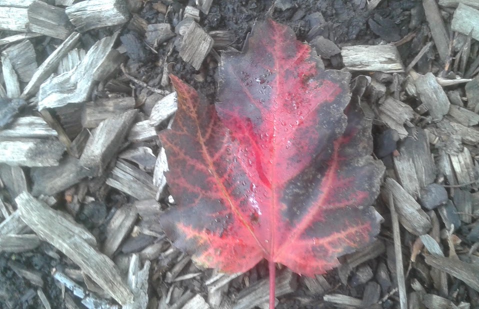 20190929_151433.jpg