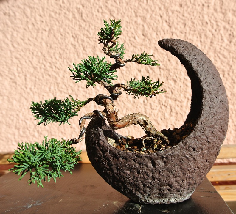 bonsai1183558_960_720.jpg