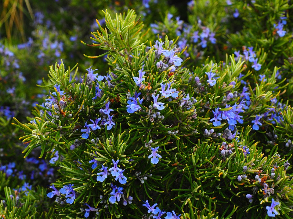 rosemary1090419_960_720.jpg