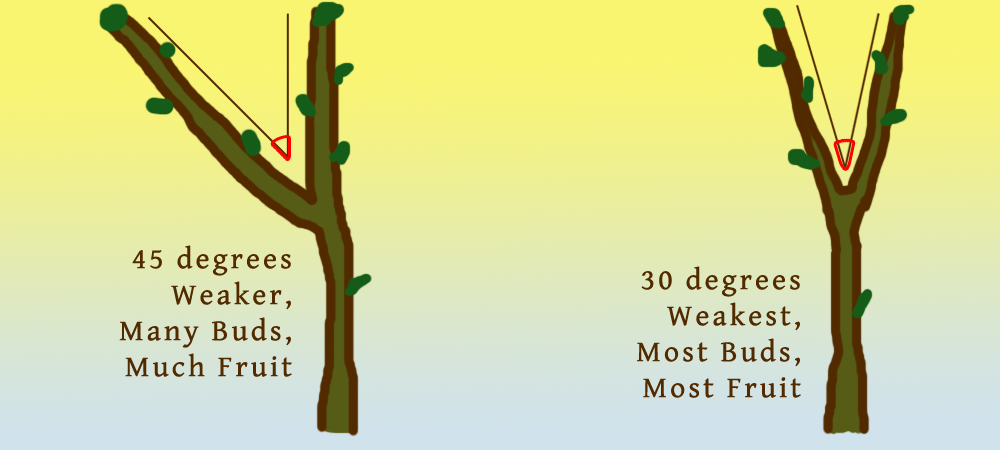 apple_4530.png