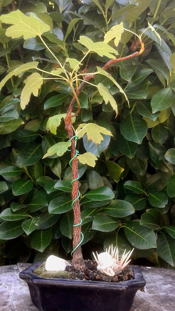 20190820_120801.jpg