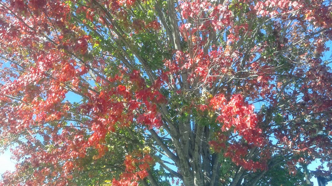 20191011_134434.jpg