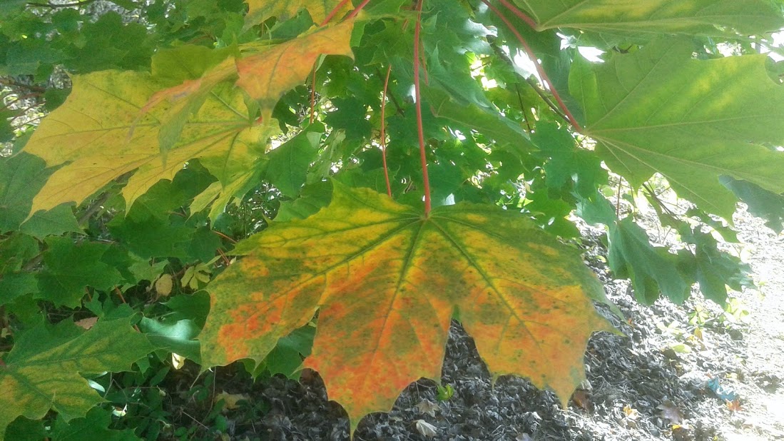 20191011_141345.jpg