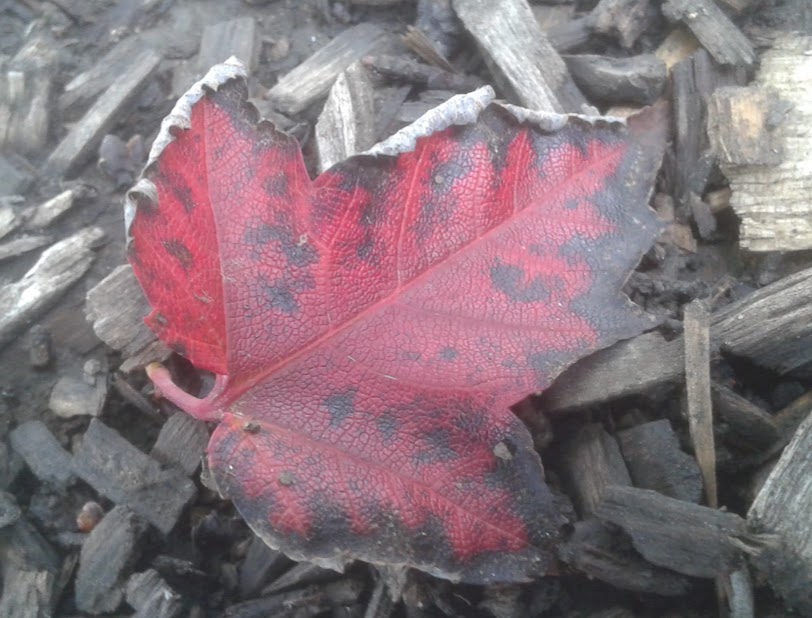 20190929_145357.jpg