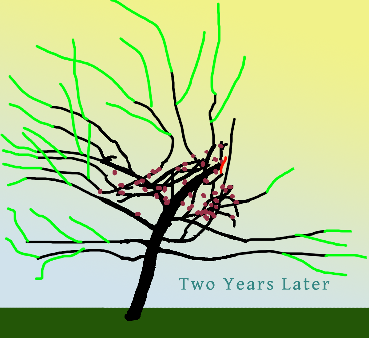 kimsappletreeyear2pruned.png