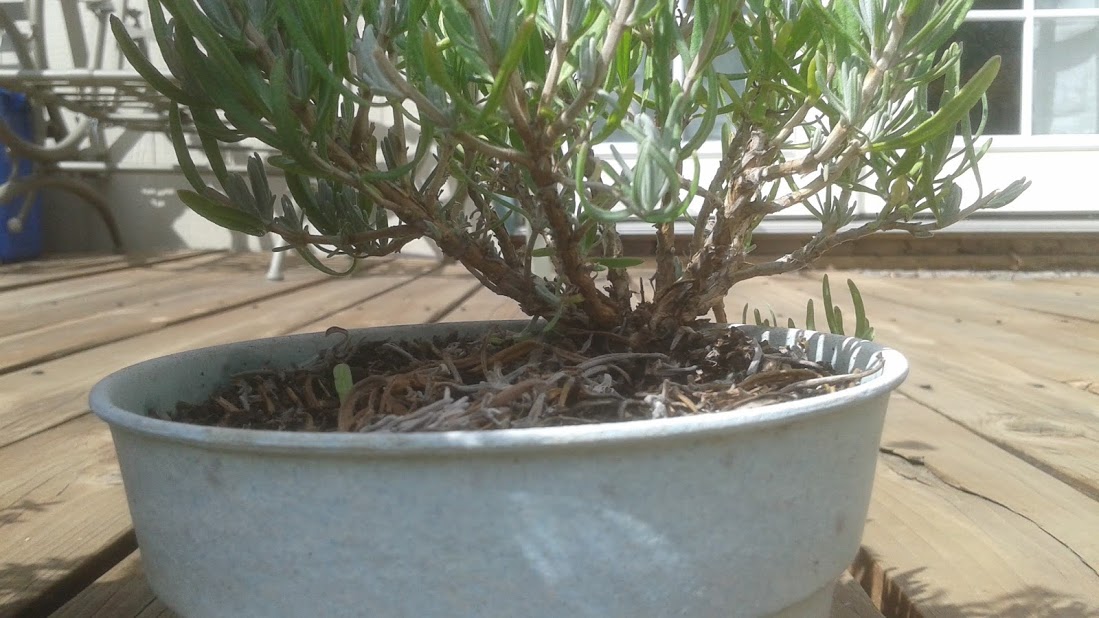 Lavender: Perennial Flowers into Bonsai Tree [Bonsai]  Steemit