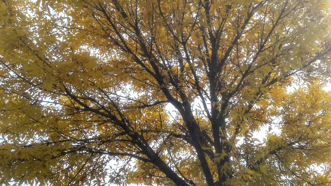 20191012_133310.jpg