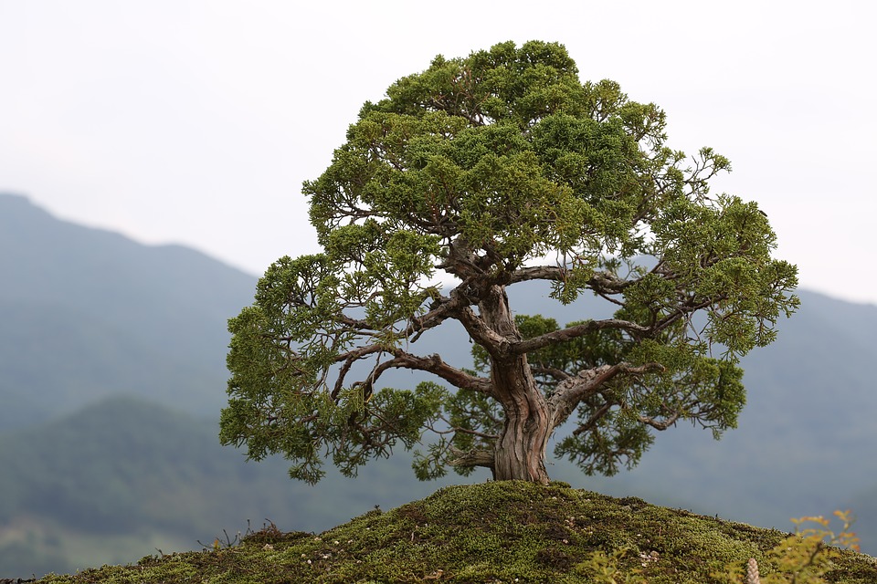 bonsai2910211_960_720.jpg
