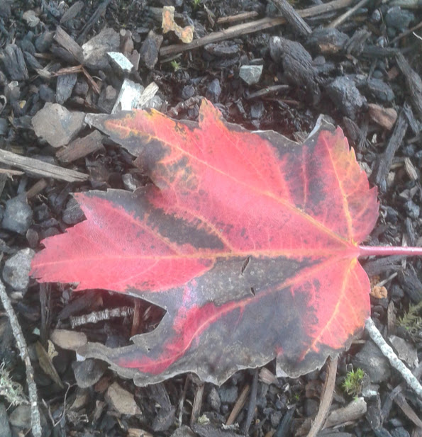 20190929_145537.jpg