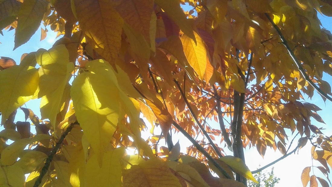 20191011_140252.jpg
