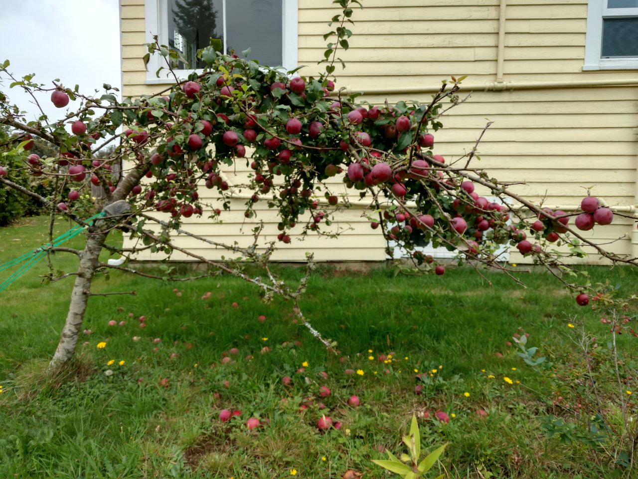 kimsappletree1.jpg