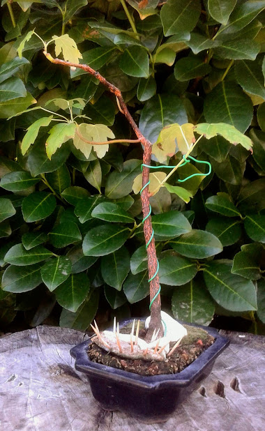 20190820_120832.jpg