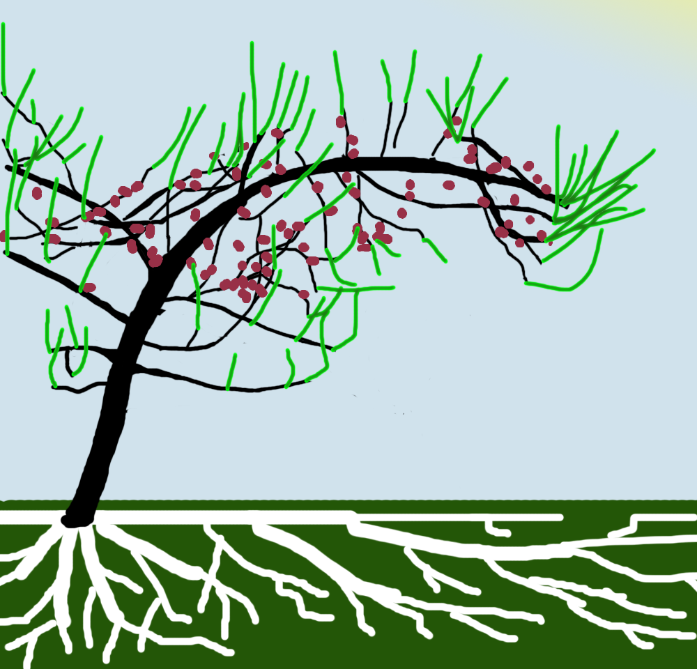 kimsappletree_newgrowth.png