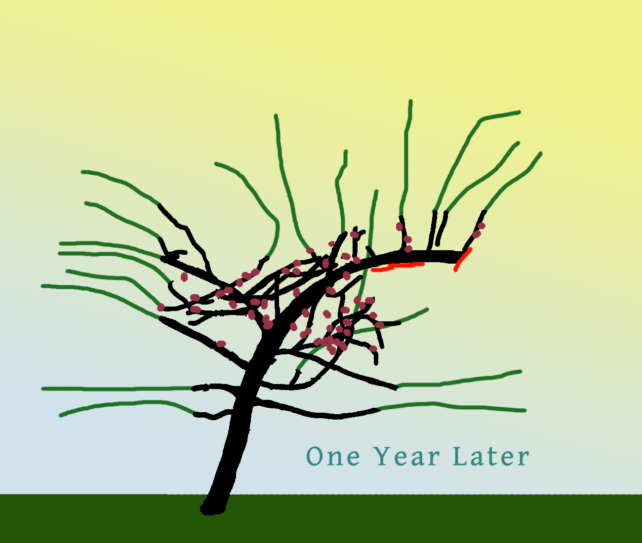 kimsappletreeyear1pruned.png