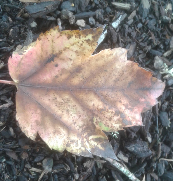 20190929_145458.jpg