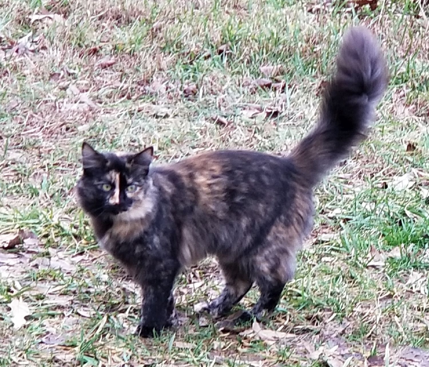 20190101_160155 Truffle enjoying a warm New Year's Day.jpg