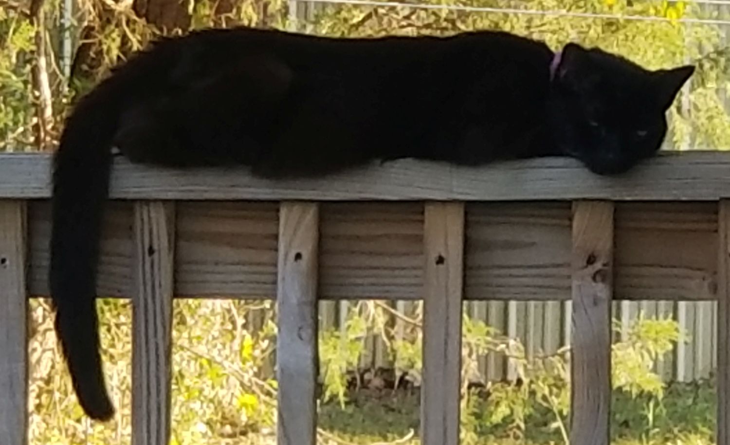 20191002_165715 Bear boy on the back porch railing.jpg