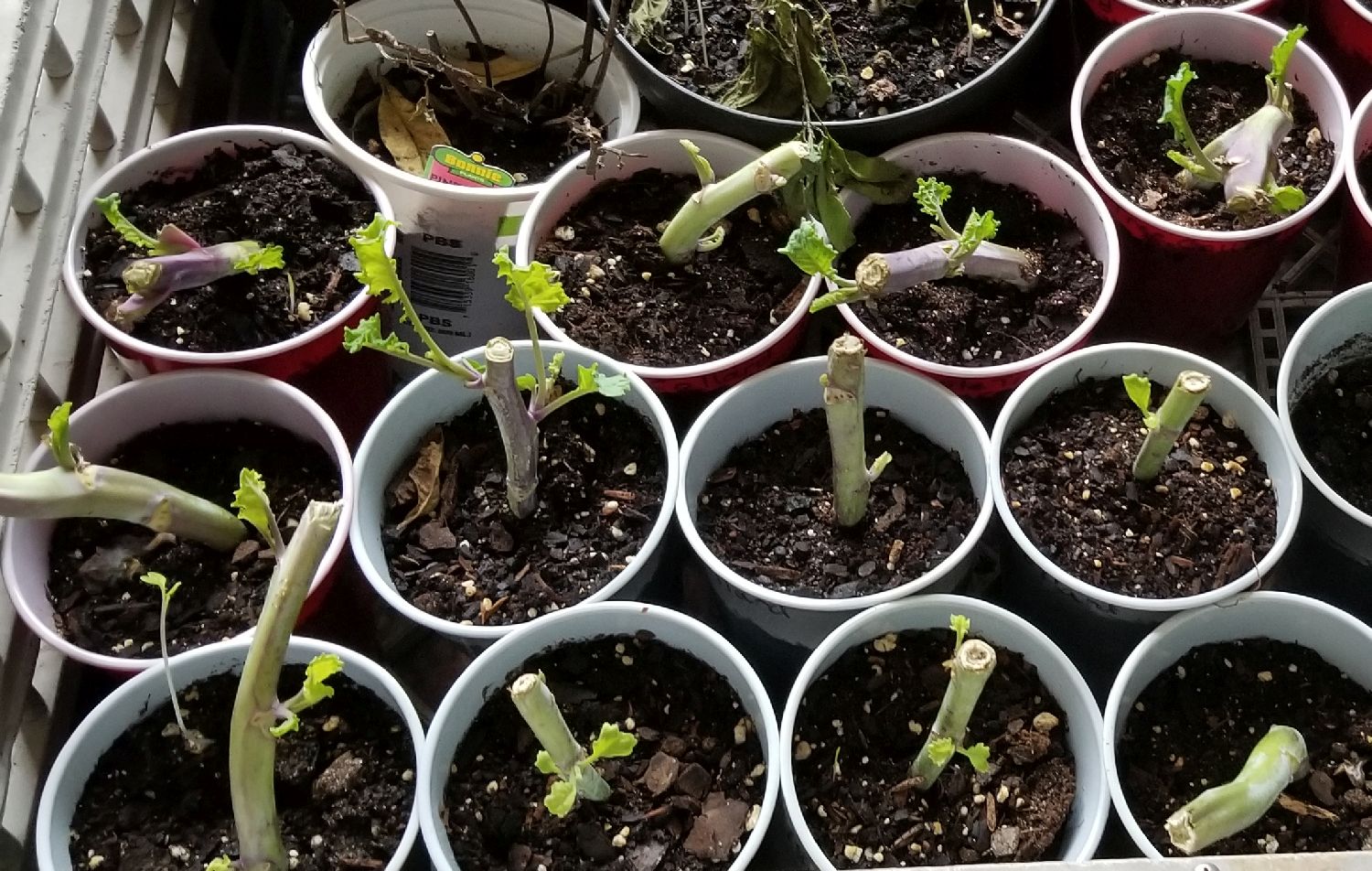 20190102_132311 Sprouting tree collard cuttings.jpg