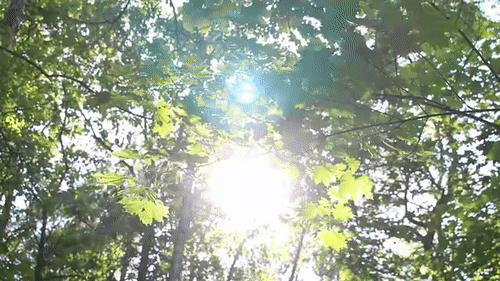 sunshine woods.gif