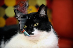 catsmoking300x199.jpg