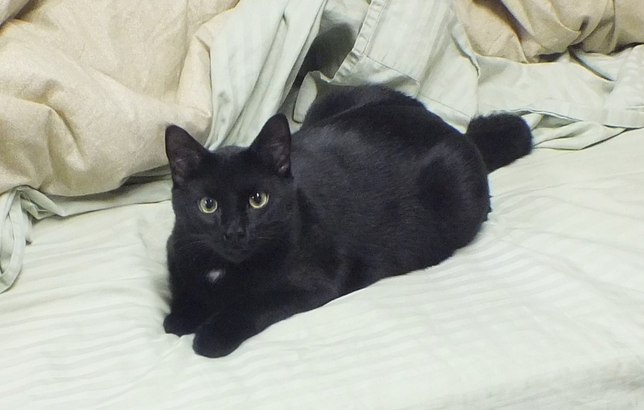 CC0041OnBed.jpg