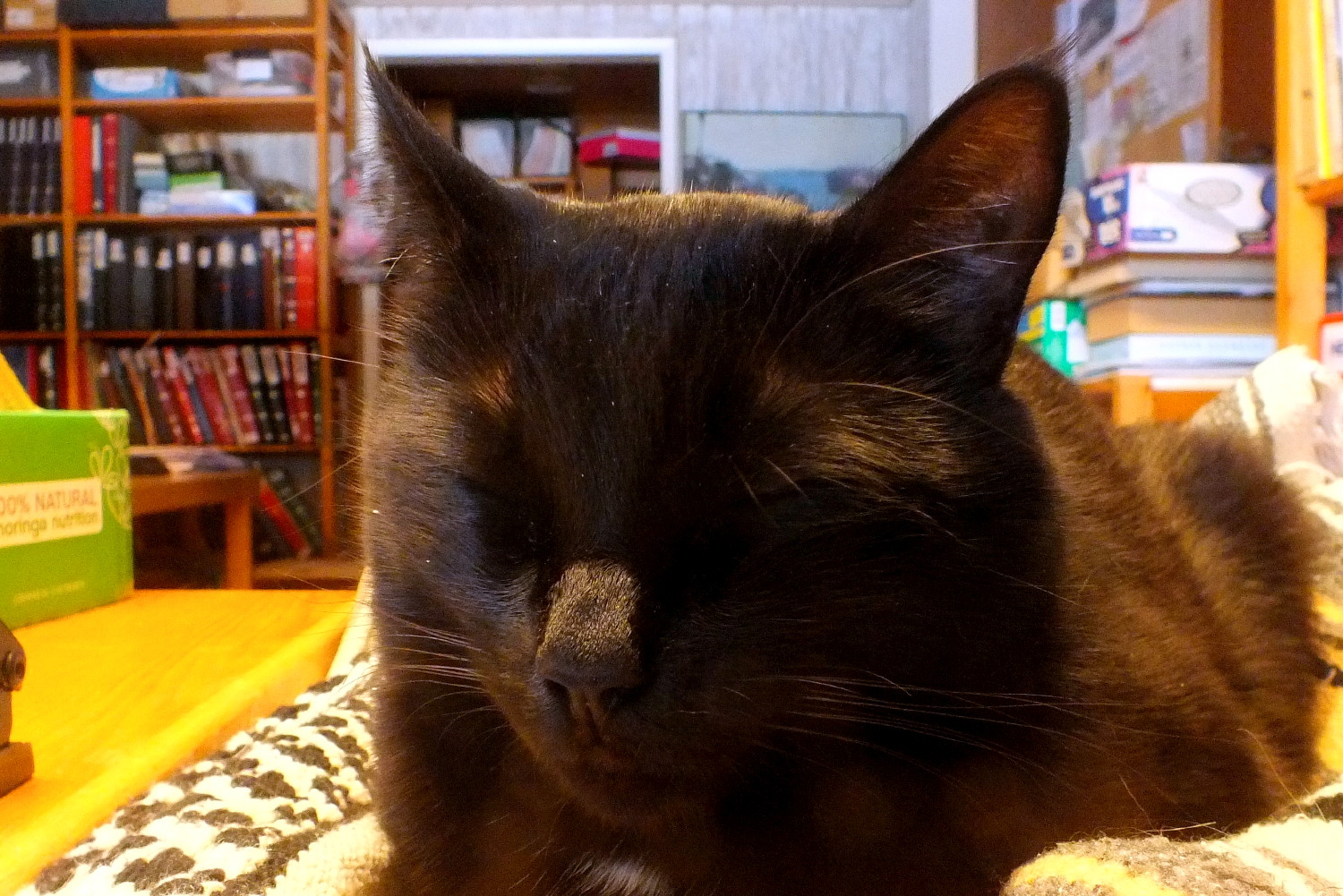 CC0229Napping2.jpg