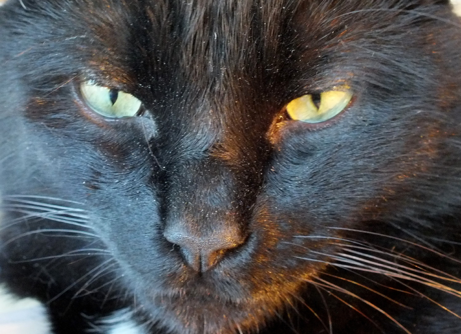 CC0198Face.jpg