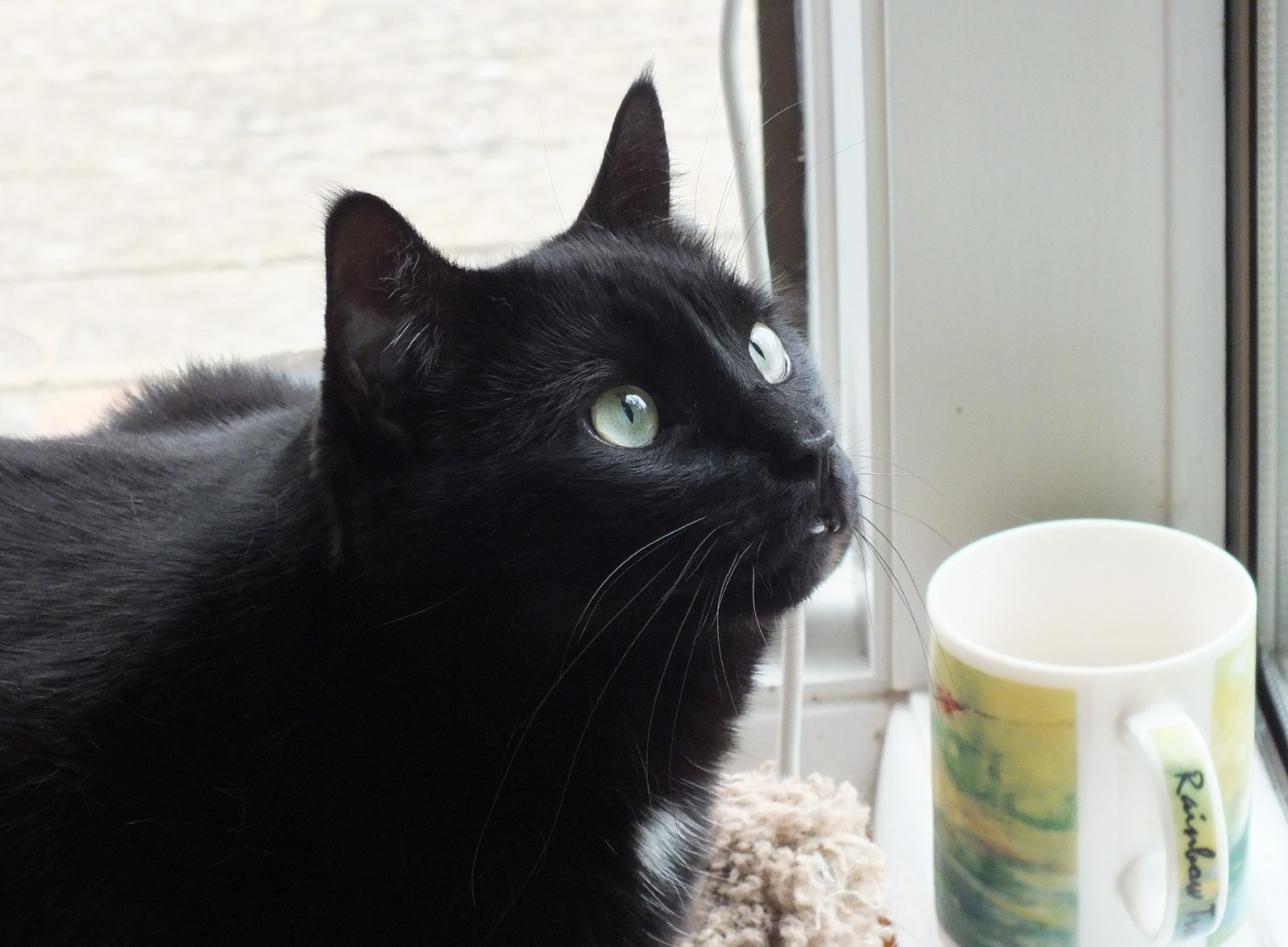 CCx0019CatCup.jpg
