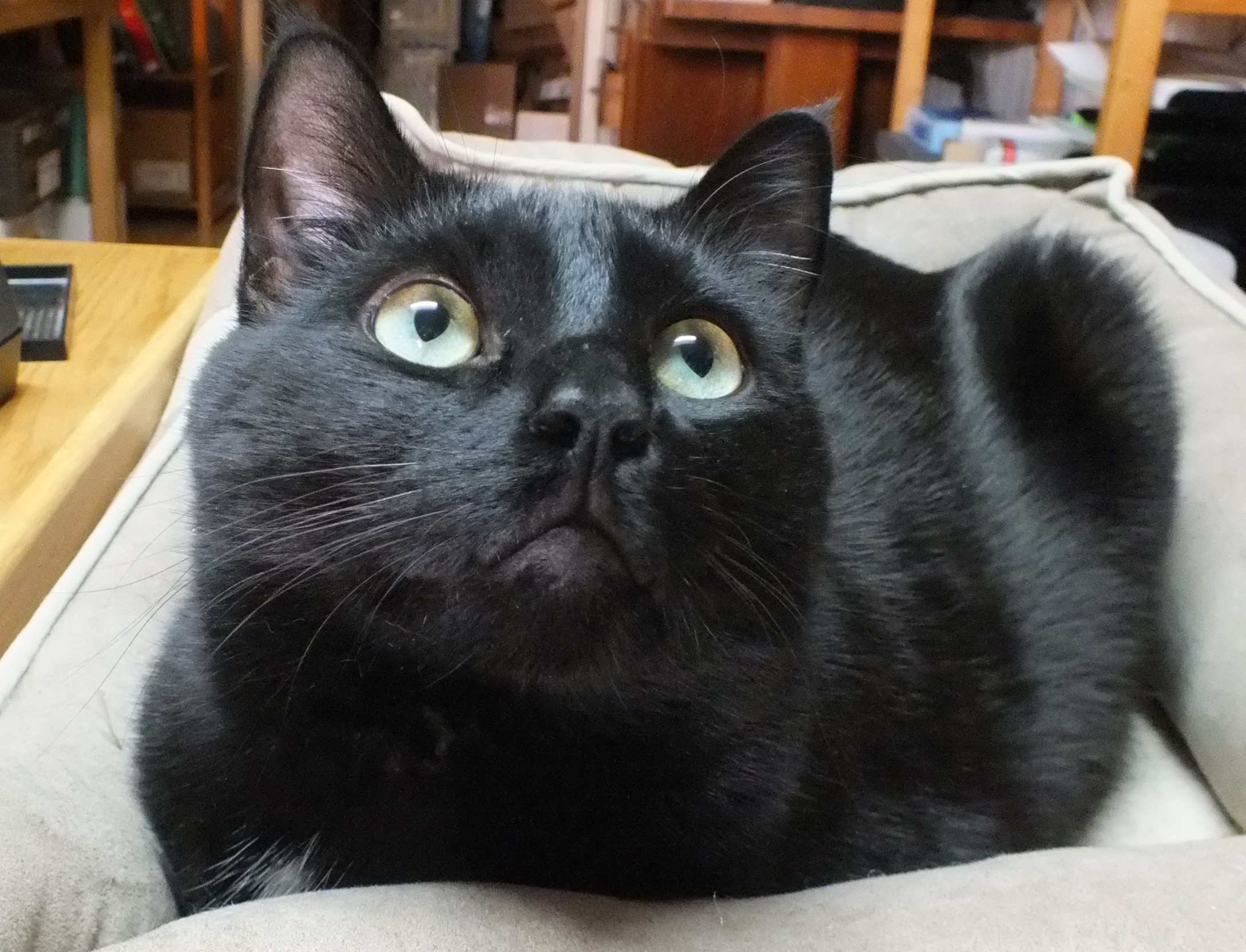 CC0040LookingUp.jpg