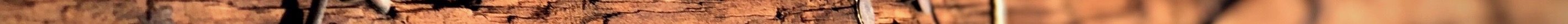 horizonnailpost.jpeg