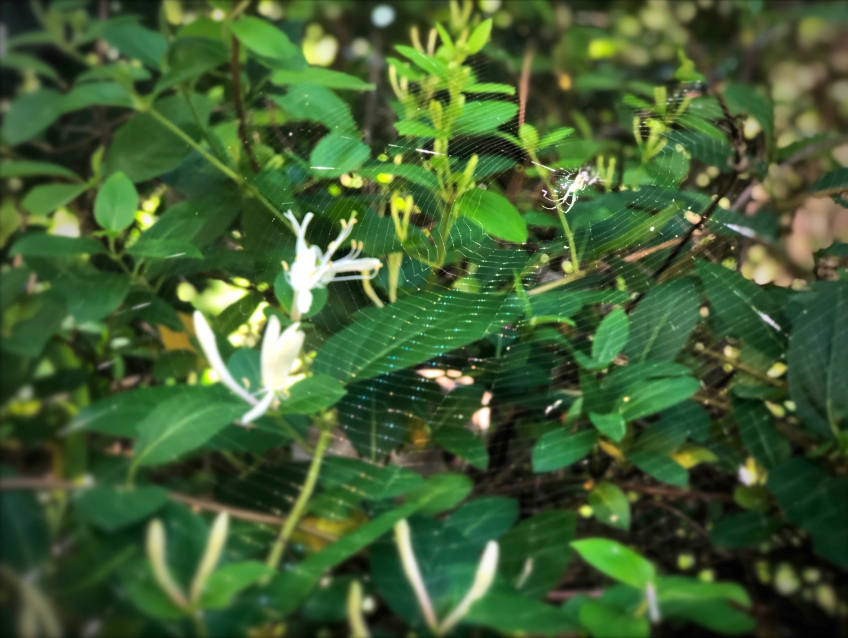 honeysucklespider.jpeg