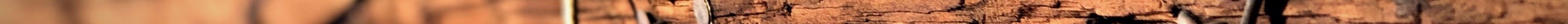 horizonnailpost 2.jpeg