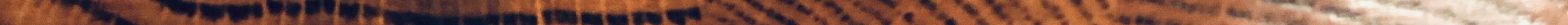 IMG_2033 3.jpeg