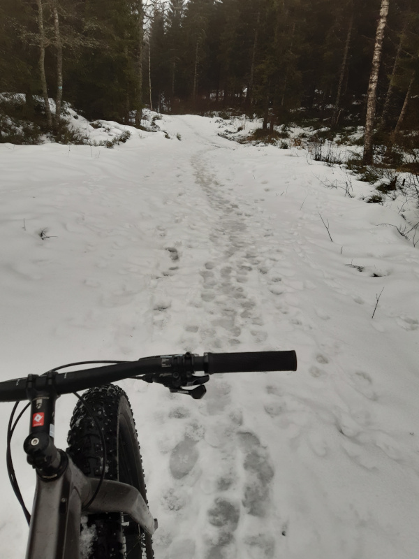 fatbike2.jpg