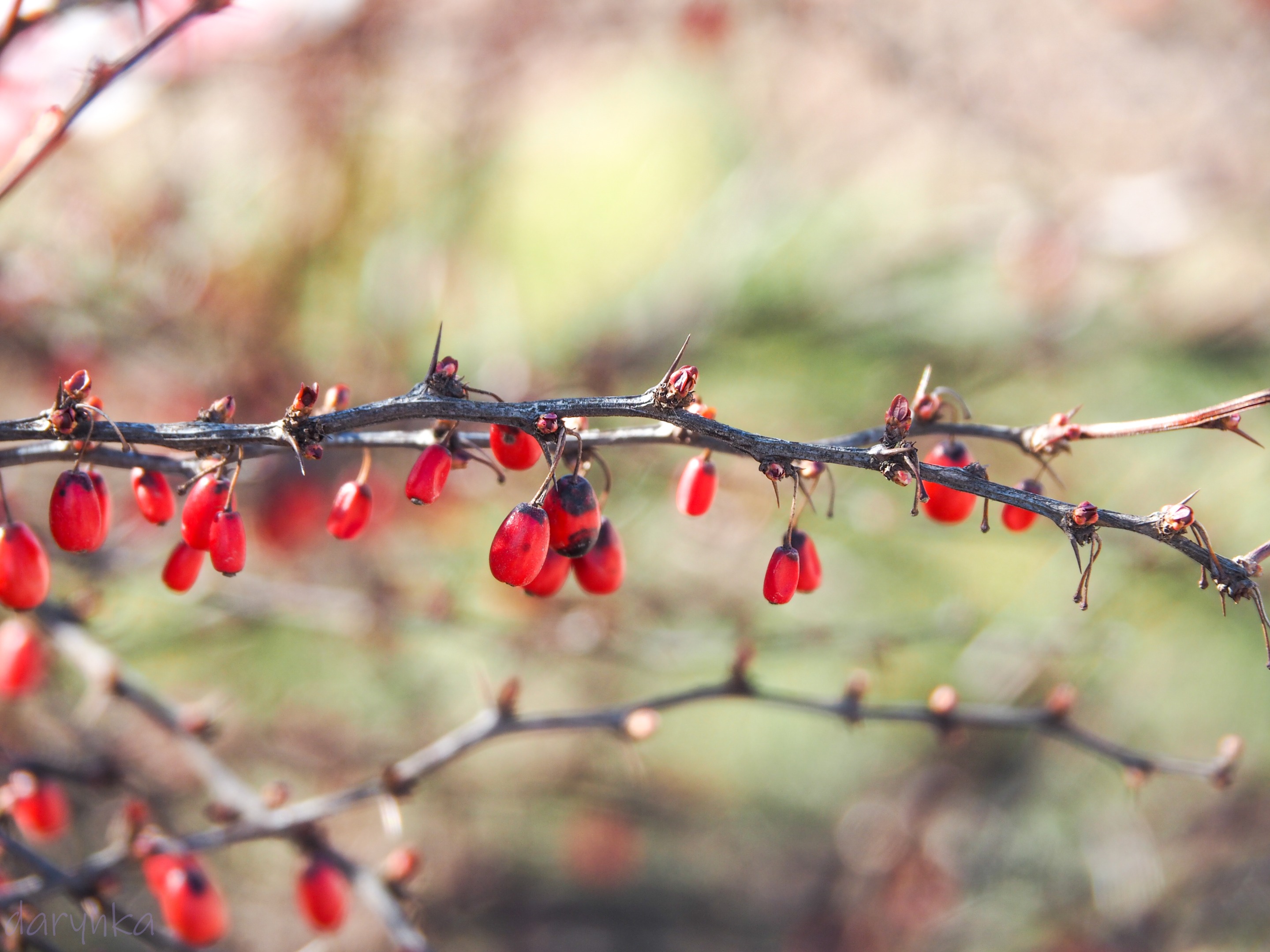 Barberries SteemPeak