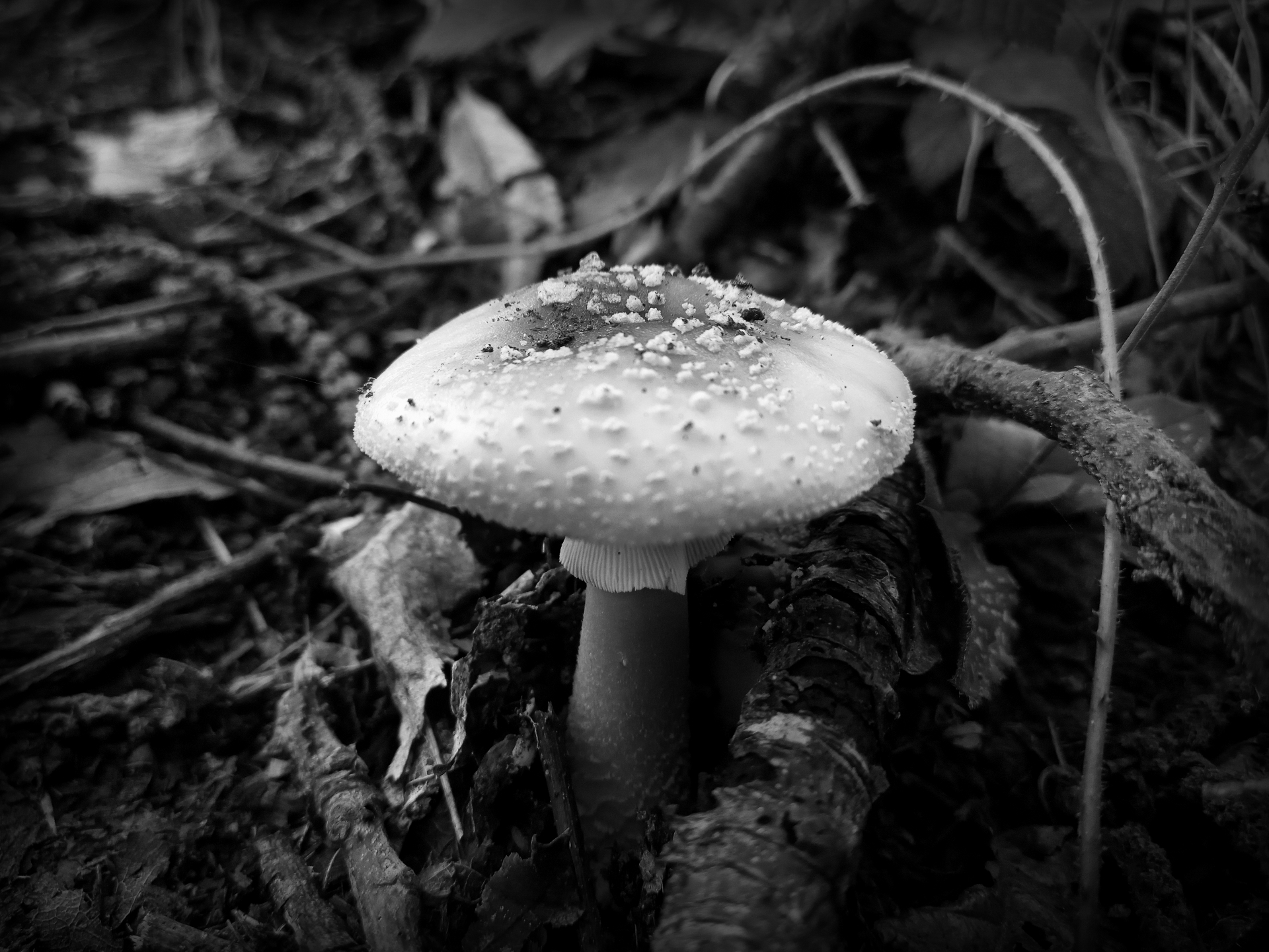 shrooms.jpg