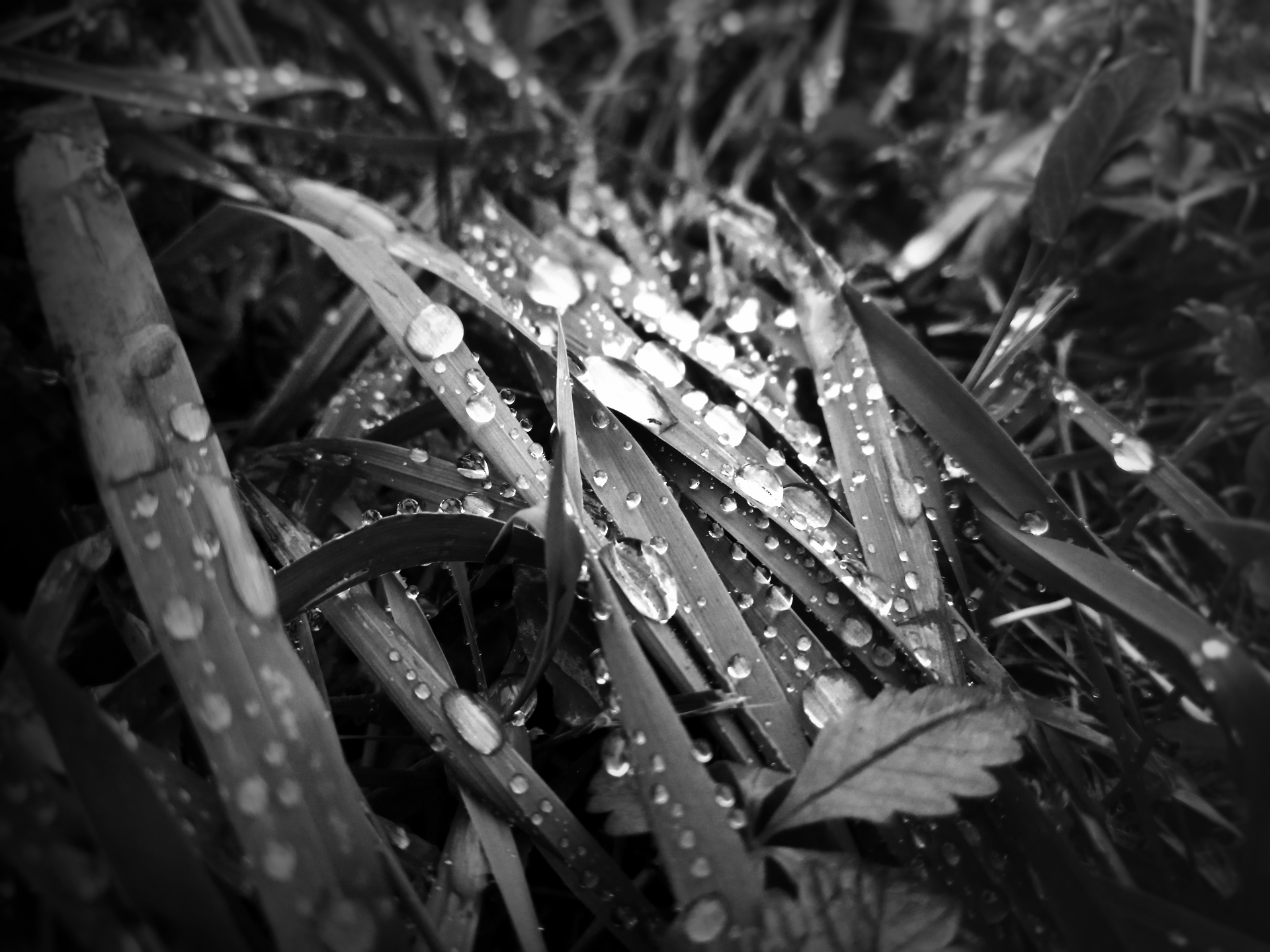 144.bw.jpg