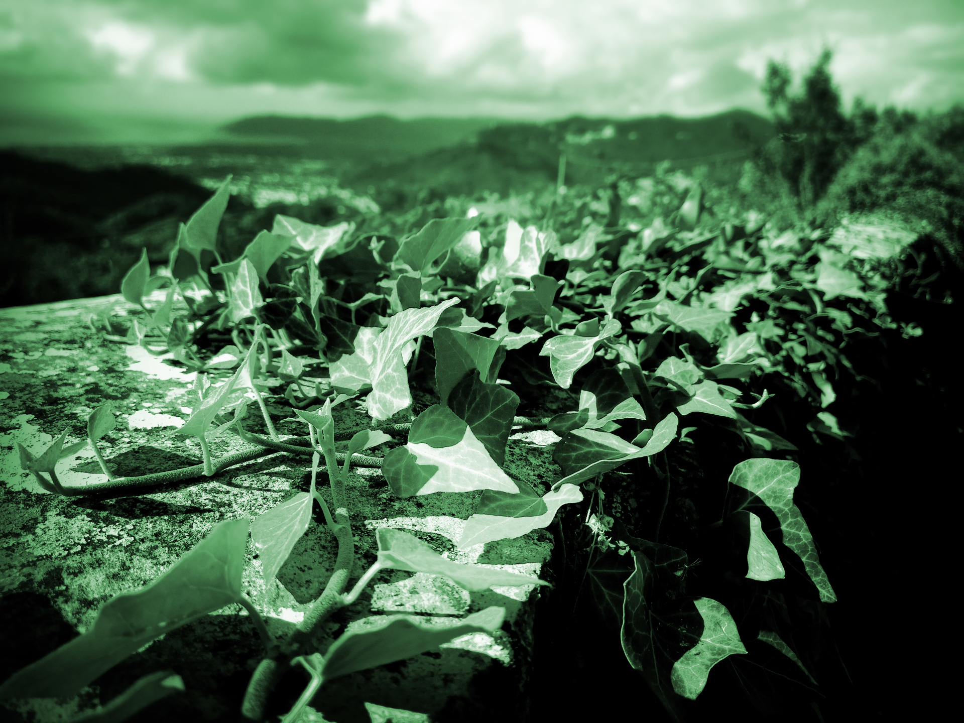 161.green.jpg