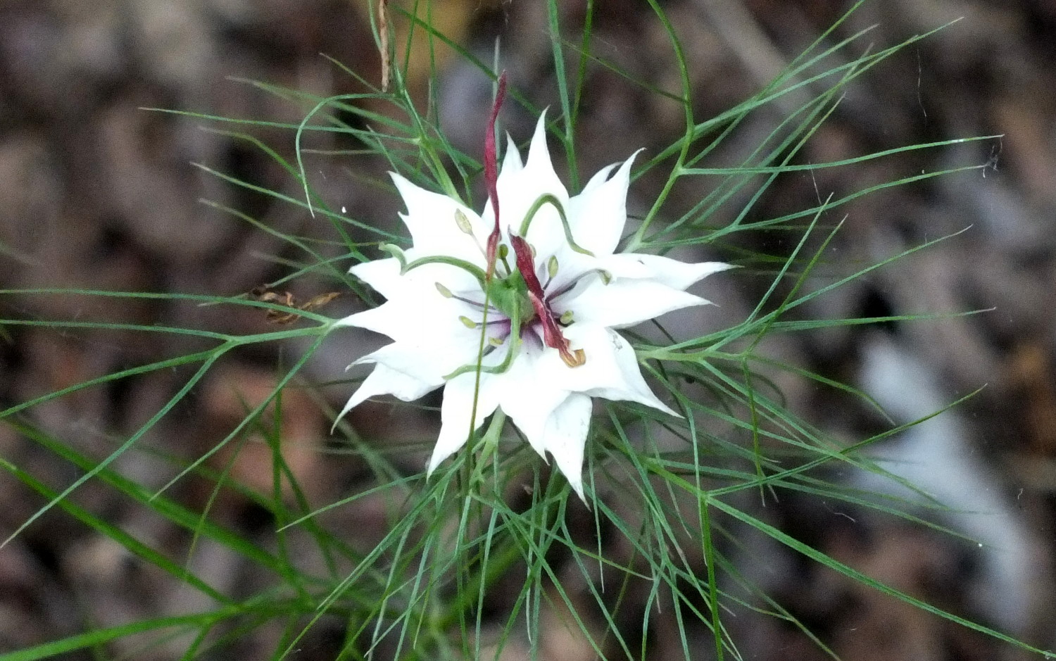 1049Nigella.jpg