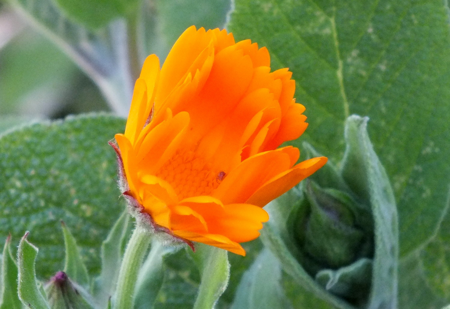 1067Calendula.jpg