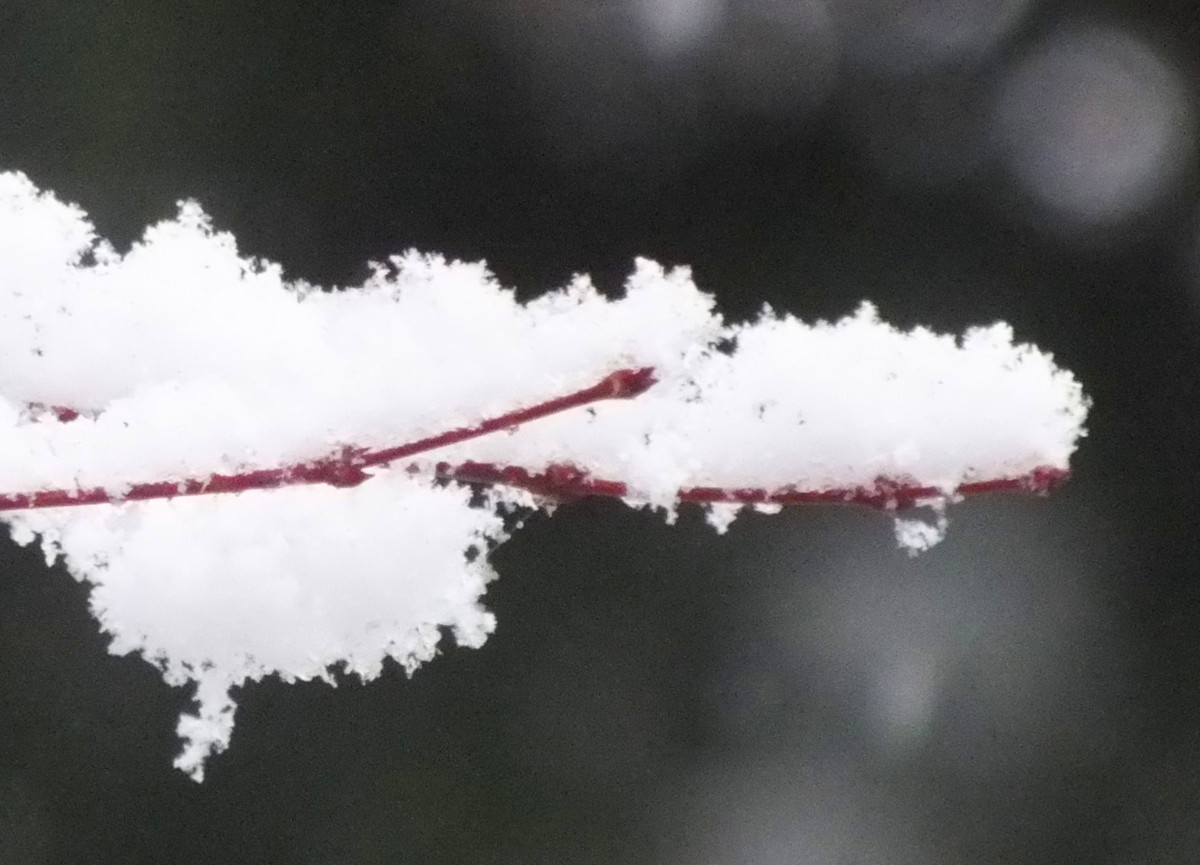 0871SnowyTwig.jpg
