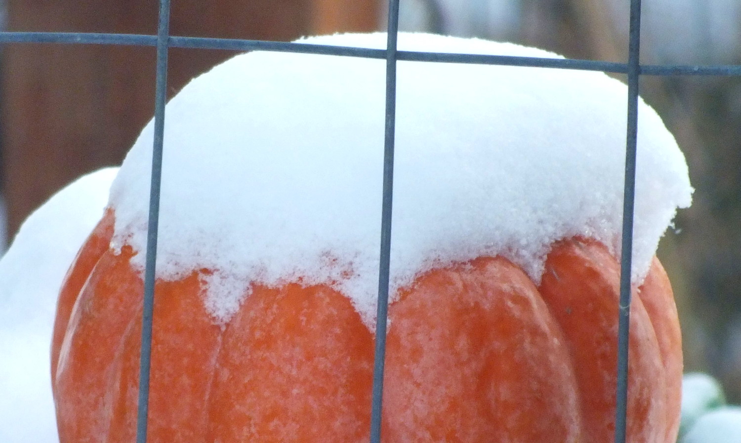 0888PumpkinSnow.jpg