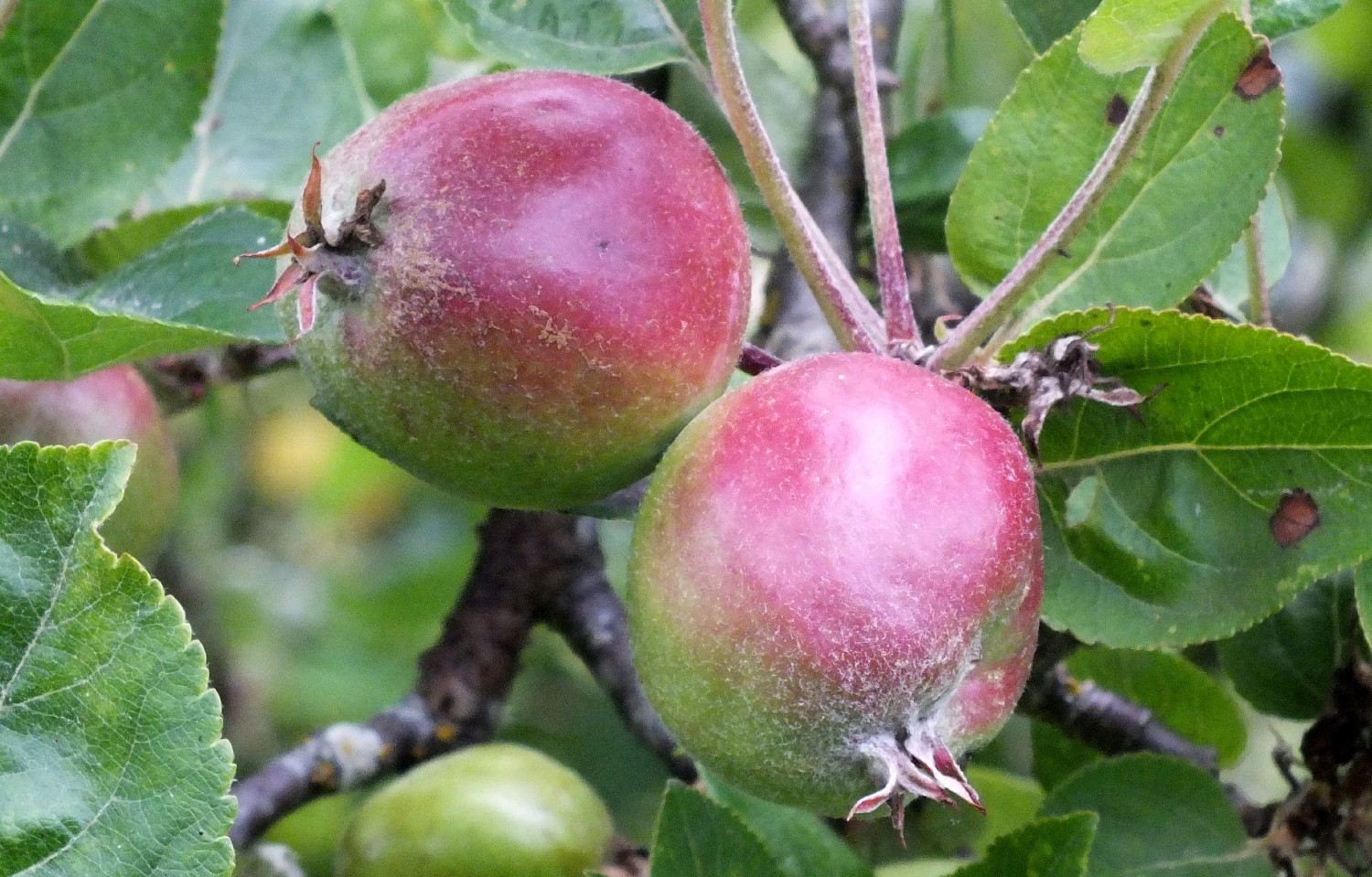 1049Apples.jpg