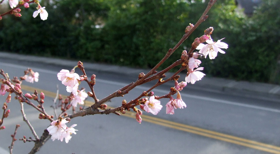 303NewCherryBlossom140811a.jpg