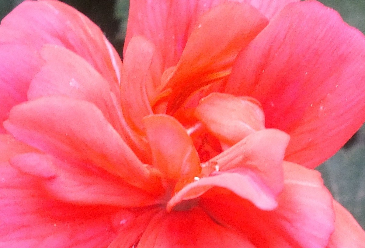 0832Geranium.jpg