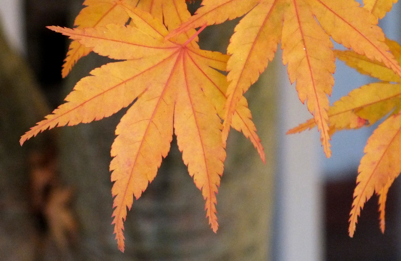 0794Leaves3.jpg