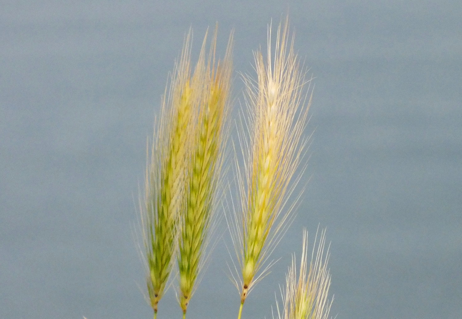 1082Grasses.jpg