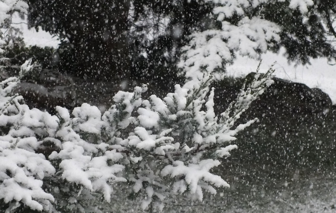 0871SnowyBranch.jpg